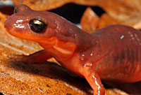 Yellow-eyed Ensatina