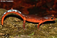 Yellow-eyed Ensatina