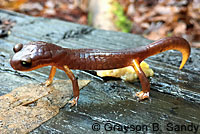 Yellow-eyed Ensatina