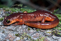 Yellow-eyed Ensatina