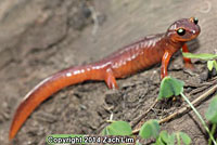 Yellow-eyed Ensatina