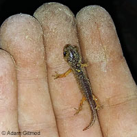 Yellow-eyed Ensatina