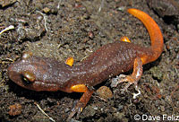 Yellow-eyed Ensatina