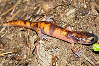 Large-blotched Ensatina