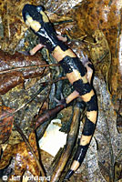 Large-blotched Ensatina