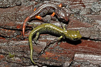 Speckled Black Salamander