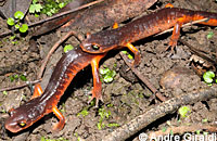 Oregon Ensatina