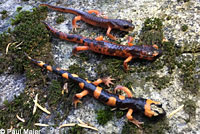 Large-blotched Ensatina