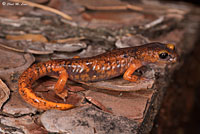 Yellow-eyed Ensatina