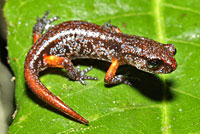 Oregon Ensatina