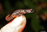 Oregon Ensatina