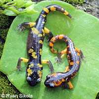 Yellow-blotched Ensatina