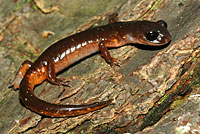 Oregon Ensatina