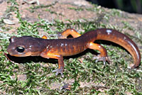 Oregon Ensatina