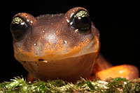 Oregon Ensatina