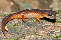 Oregon Ensatina