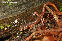 Oregon Ensatina