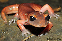 California Newt