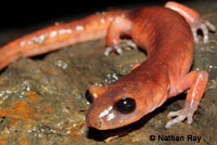 California Newt