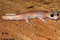 Monterey Ensatina