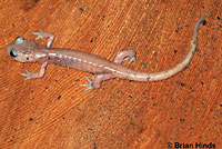 Monterey Ensatina