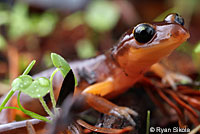 Yellow-eyed Ensatina