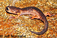 Large-blotched Ensatina