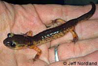 Large-blotched Ensatina