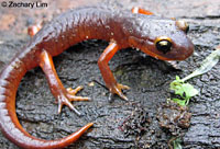 Yellow-eyed Ensatina