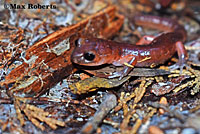 California Newt