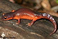 Monterey Ensatina