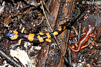 Large-blotched Ensatina