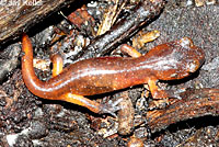 Large-blotched Ensatina