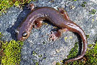 Limestone Salamander