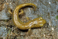 Limestone Salamander