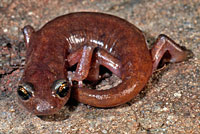 Limestone Salamander