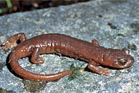 Limestone Salamander