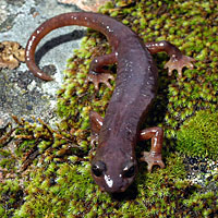 Limestone Salamander