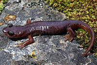 Limestone Salamander