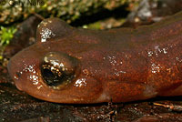 Limestone Salamander