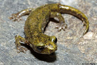 Limestone Salamander