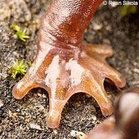 Limestone Salamander foot