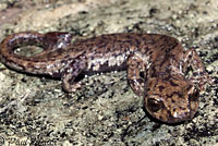 Mount Lyell Salamander