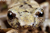 Mount Lyell Salamander s