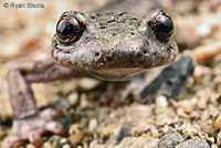 Mount Lyell Salamander s