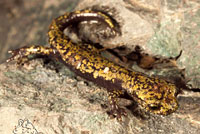 Mount Lyell Salamander