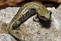 Shasta Salamander