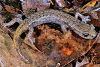 Shasta Salamander