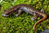 Shasta Salamander