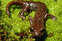 Shasta Salamander